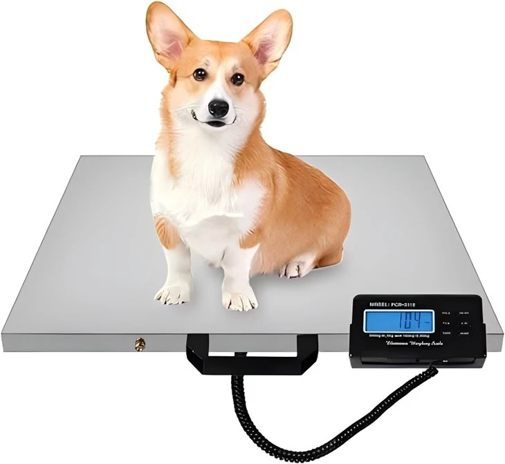 Veterinary Use Platform Scale With Indicator